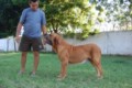 Padreadores - Fila Brasileiro Dourado - Canil Singular - Kaizer